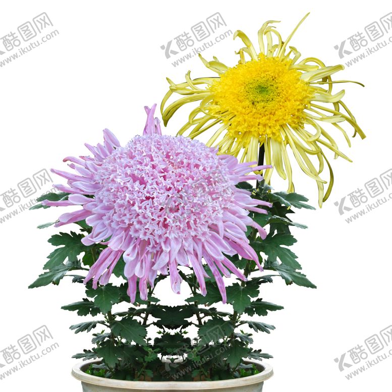 编号：38333707081029509013【酷图网】源文件下载-菊花素材