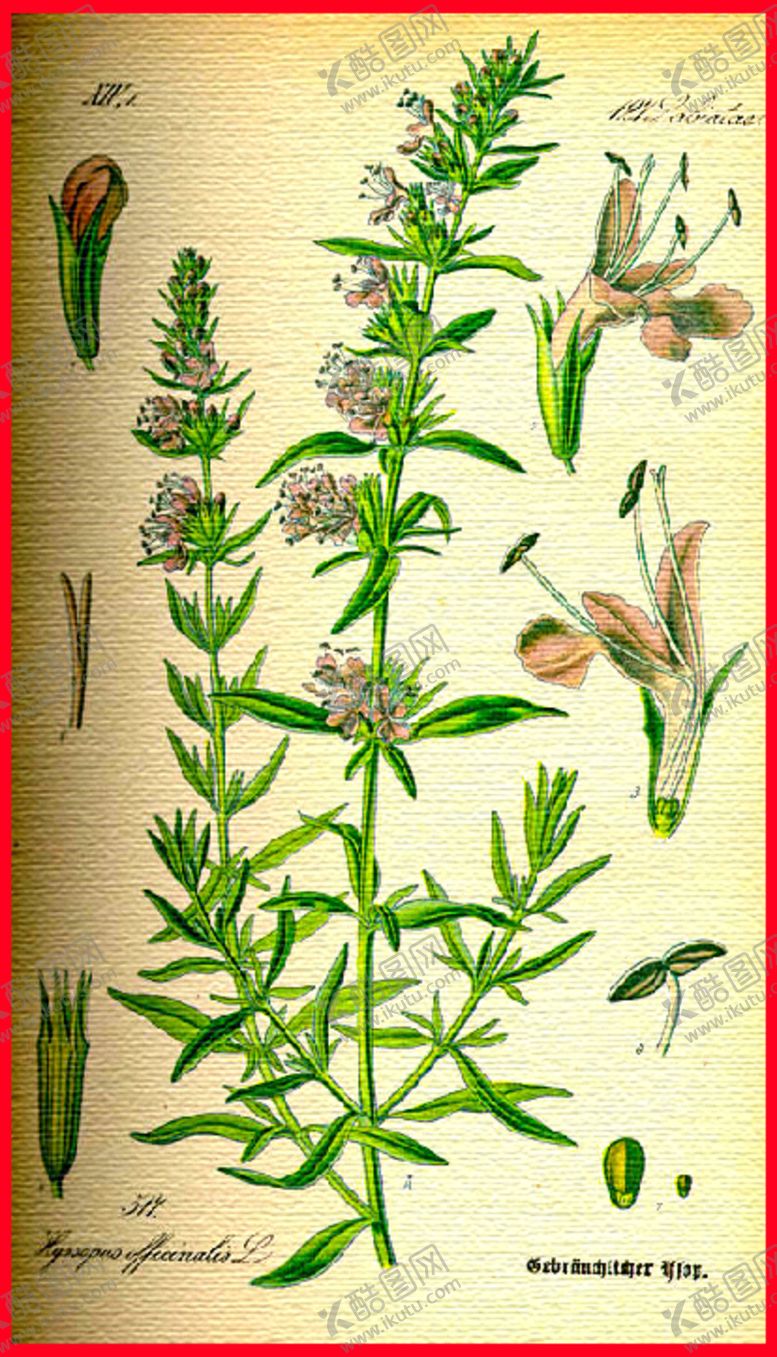 编号：28154209240646089033【酷图网】源文件下载-花朵手绘植物