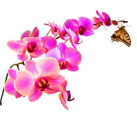 鲜花装饰