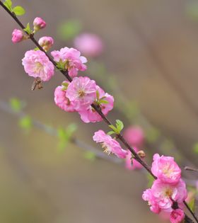 花朵