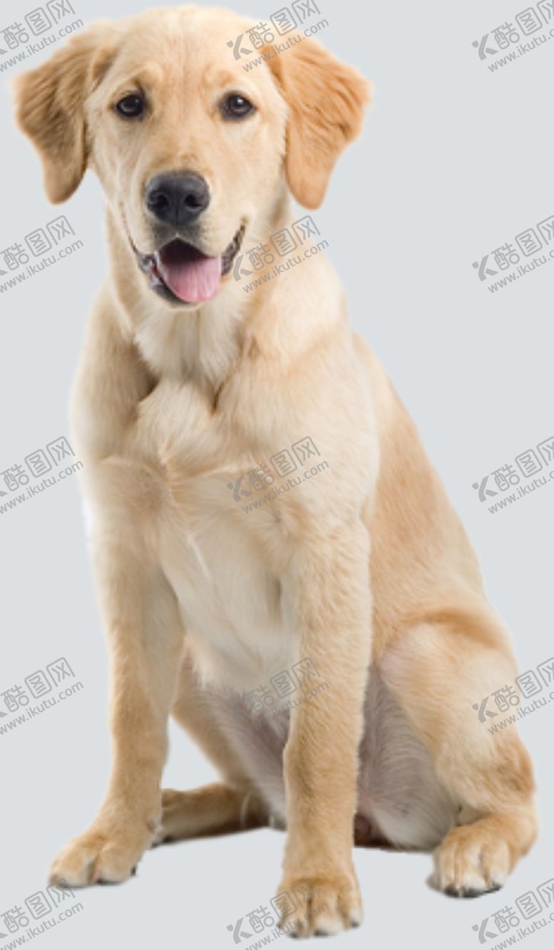 编号：39658709270638112864【酷图网】源文件下载-宠物狗