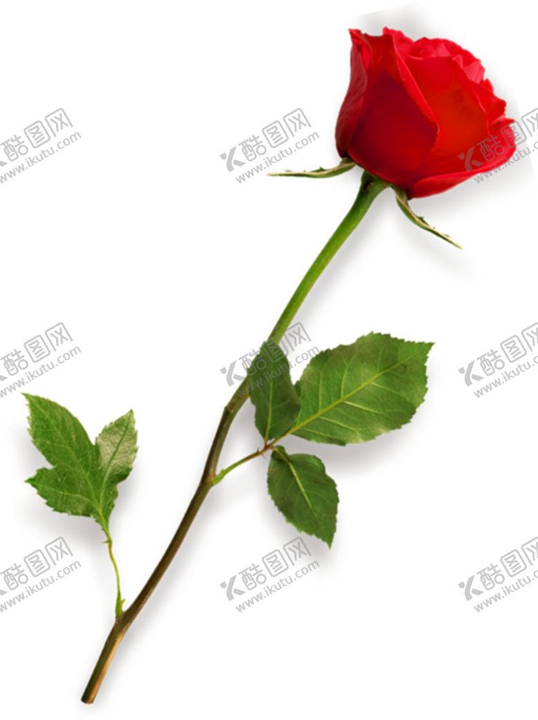 编号：36563009190533105040【酷图网】源文件下载-玫瑰