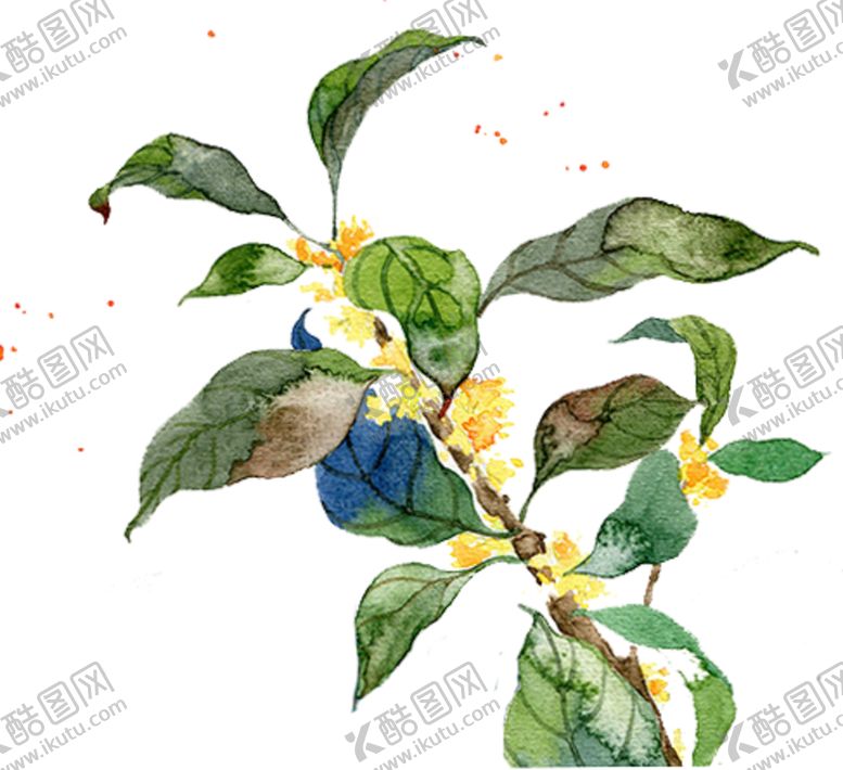 编号：71308209280129171426【酷图网】源文件下载-桂花枝条png