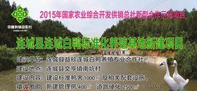 连城白鸭
