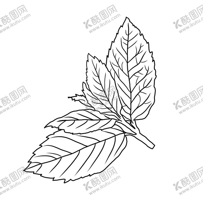 编号：86307209130319395104【酷图网】源文件下载-薄荷