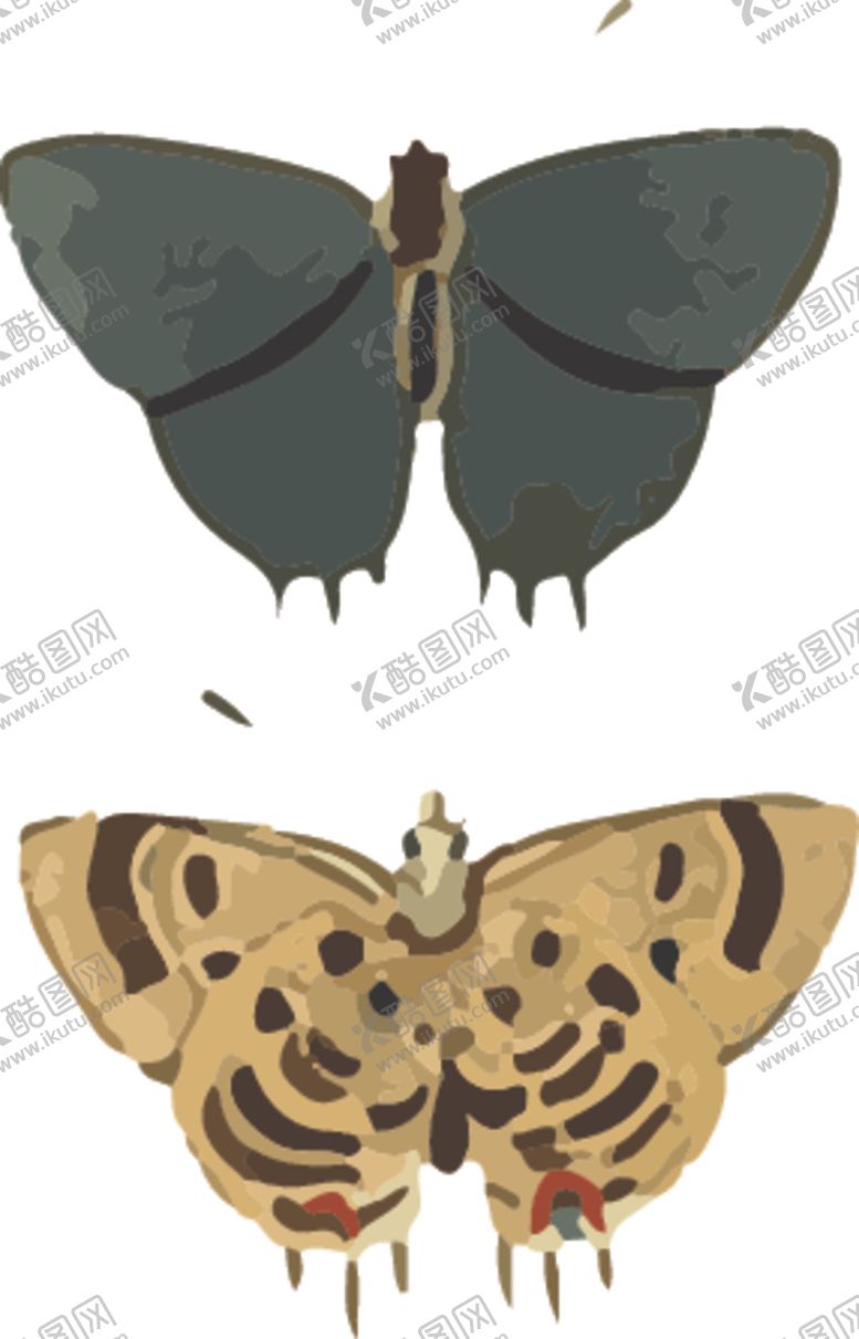 编号：91249707060514504610【酷图网】源文件下载-蝴蝶昆虫插画