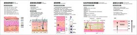 皮肤科普系列海报