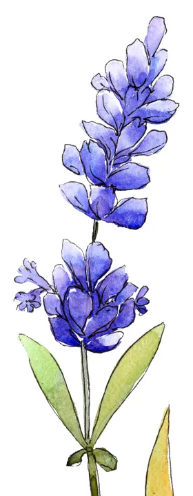薰衣草