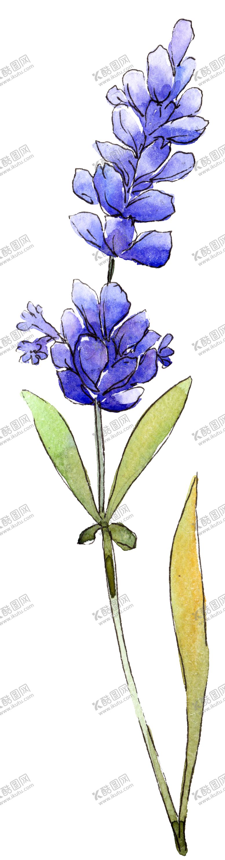 编号：84043009221533192860【酷图网】源文件下载-薰衣草
