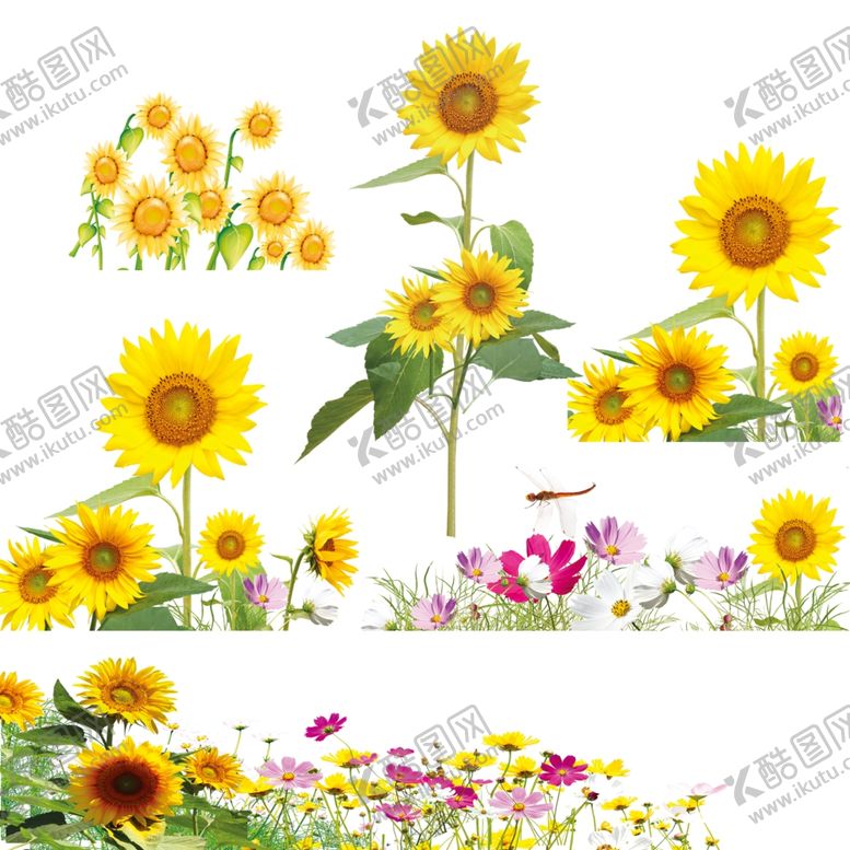 编号：35629505080613088883【酷图网】源文件下载-向日葵