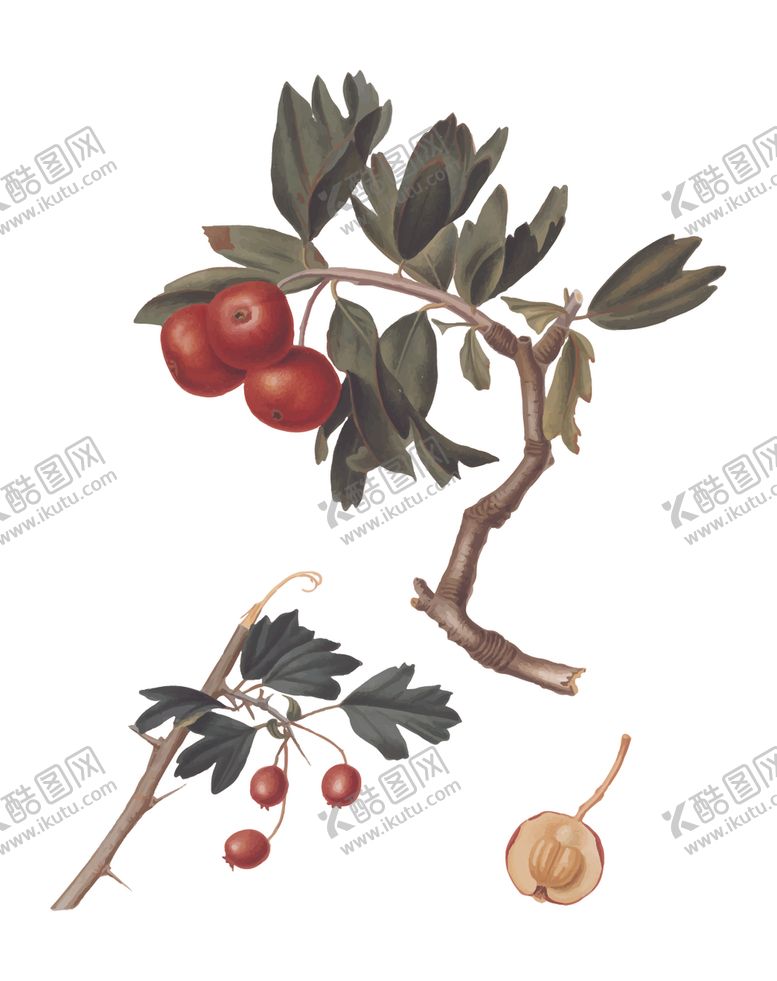 编号：52967009130249453756【酷图网】源文件下载-水果
