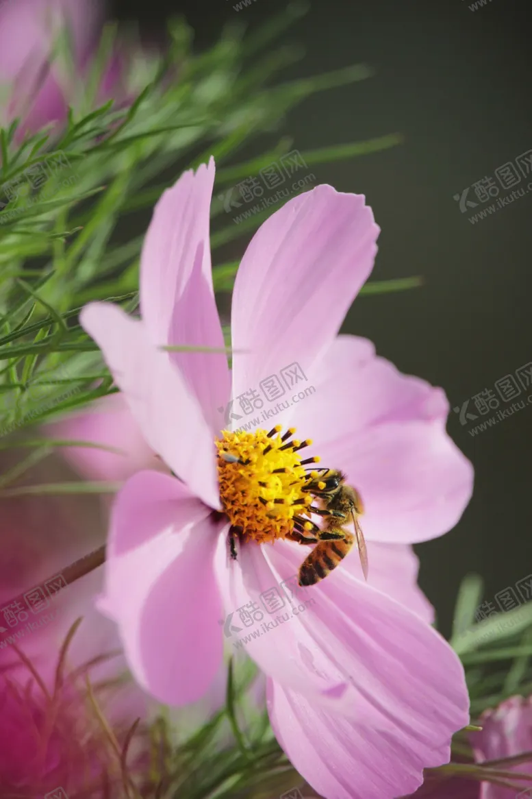 编号：29403412131007475835【酷图网】源文件下载-蜜蜂