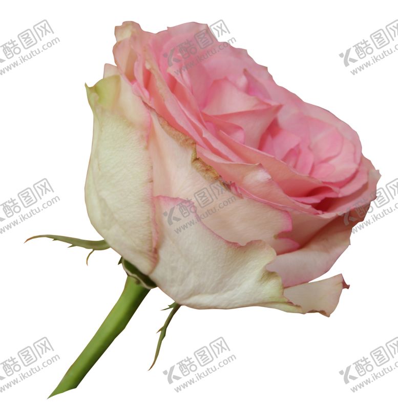 编号：52927609160249528984【酷图网】源文件下载-粉色玫瑰花朵图案