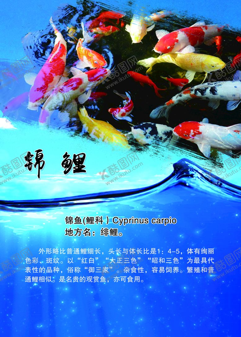 编号：64352809251503315718【酷图网】源文件下载-锦鲤简介