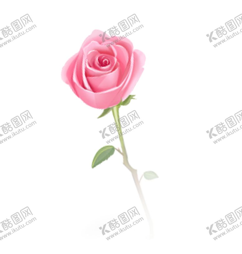 编号：99195610150628096745【酷图网】源文件下载-粉红色玫瑰花