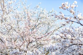 樱花