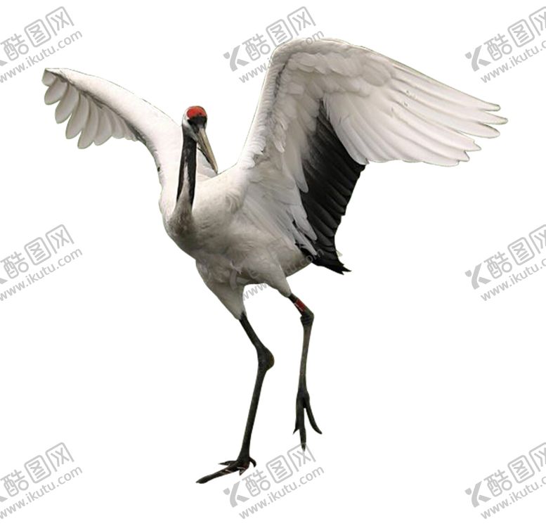 编号：21448304221057543117【酷图网】源文件下载-仙鹤元素