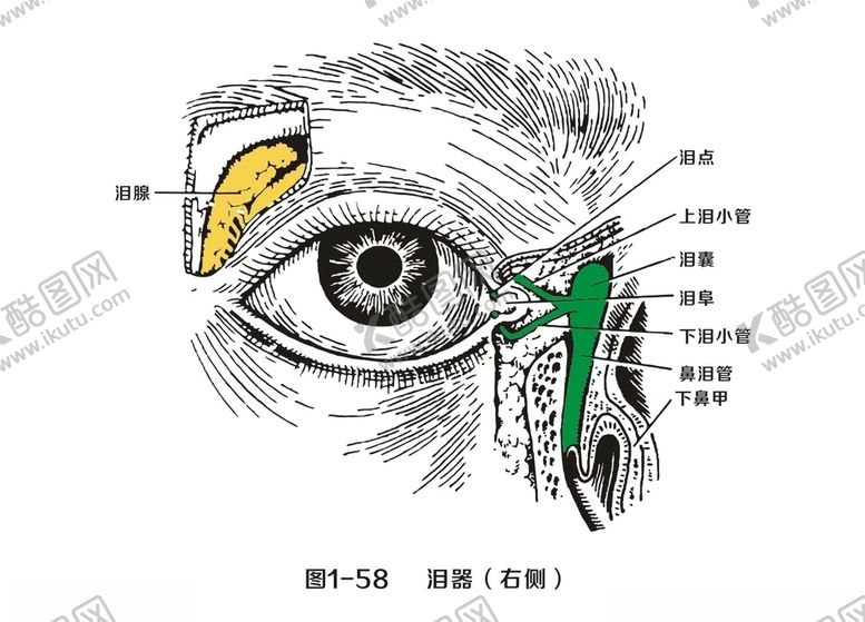 编号：92160906260031008738【酷图网】源文件下载-泪器