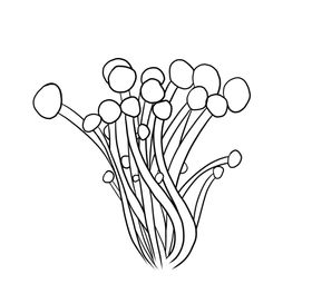 茶树菇