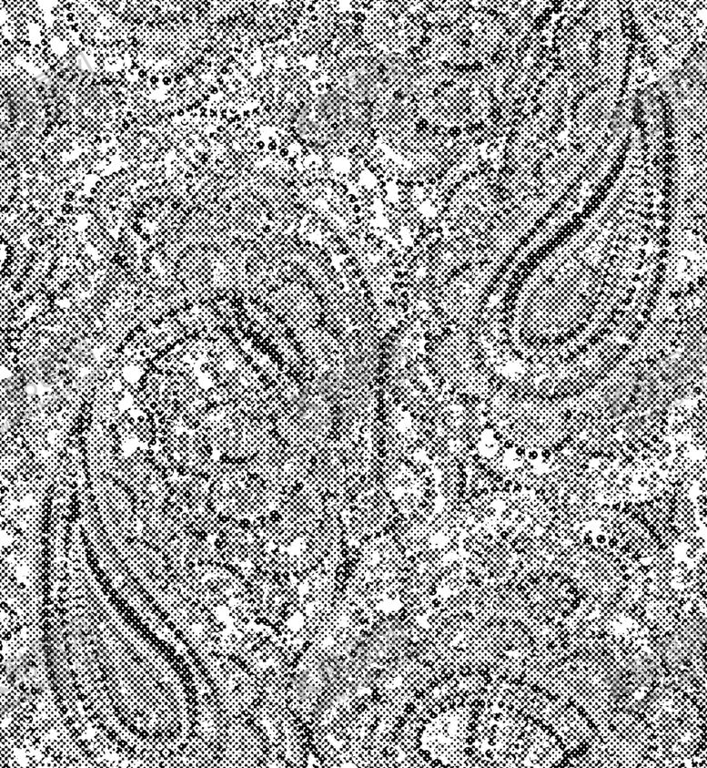 编号：42467109152109183230【酷图网】源文件下载-腰果花