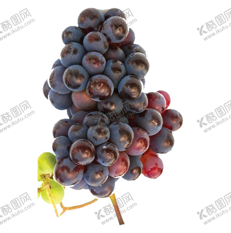 编号：47269510041701224197【酷图网】源文件下载-紫色葡萄特写图片摄影素材