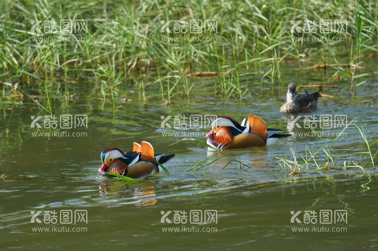 编号：16225712180636527644【酷图网】源文件下载-鸳鸯