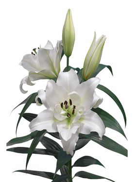 百合
