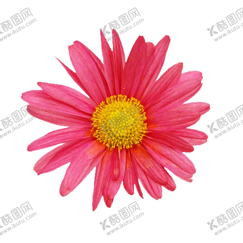 编号：84252306251855496517【酷图网】源文件下载-鲜花素材