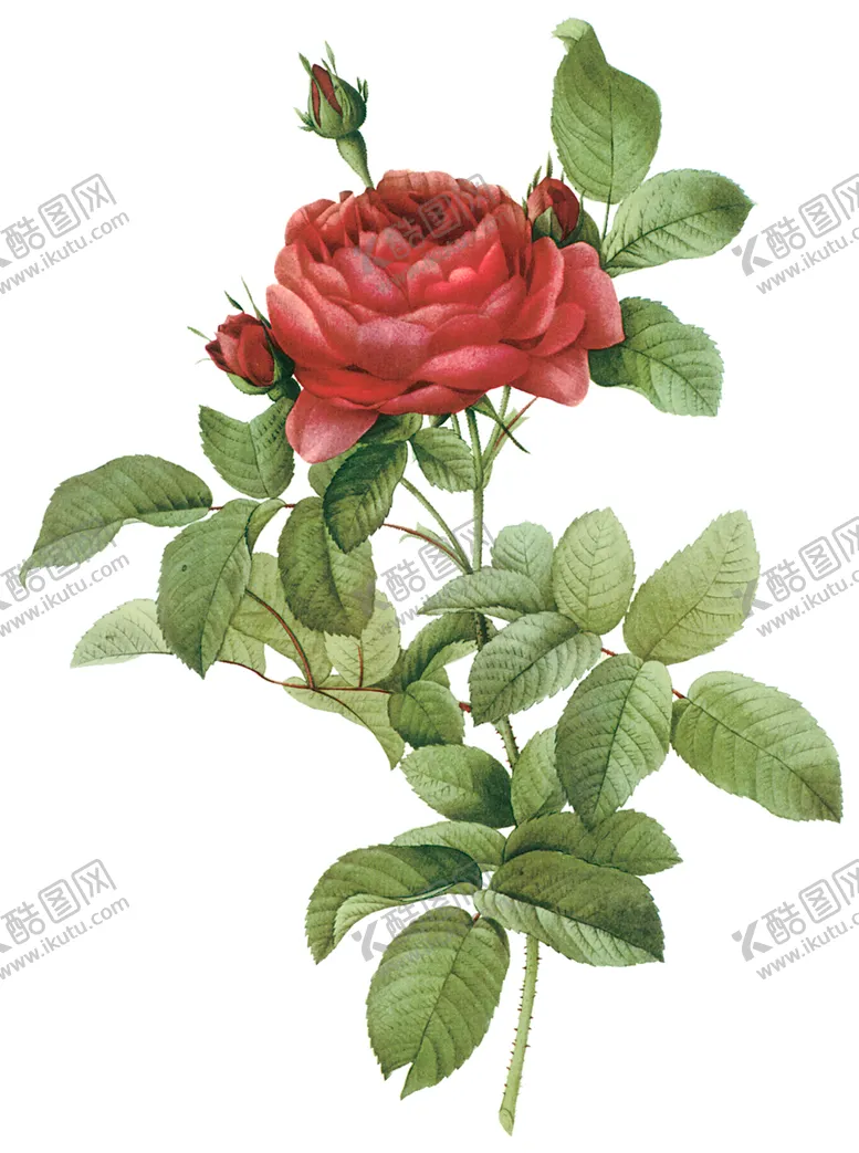 编号：98143307040020519642【酷图网】源文件下载-植物花卉油画装饰画