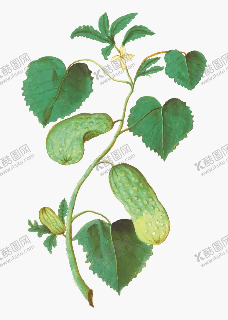 编号：90101509272238015322【酷图网】源文件下载-黄瓜