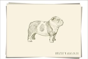 法国斗牛犬素描画