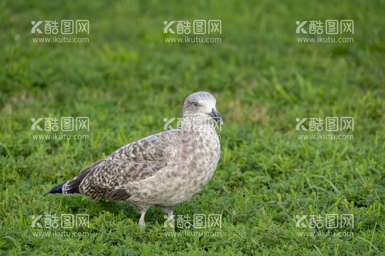 编号：69379912142313478984【酷图网】源文件下载-海鸥