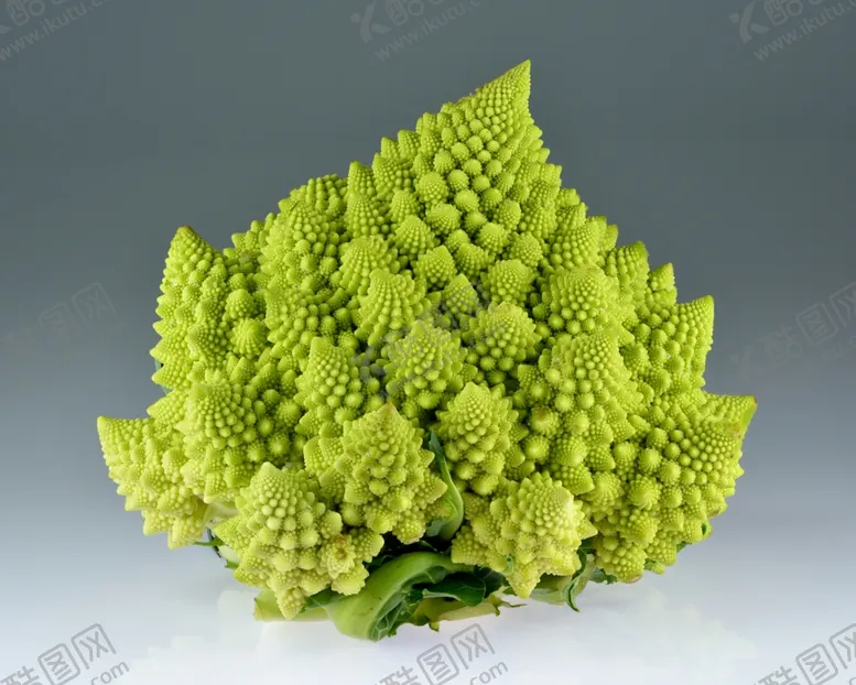 编号：70631809231105553194【酷图网】源文件下载-花椰菜