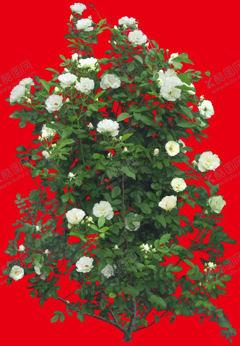 编号：14352710020839555644【酷图网】源文件下载-分层花