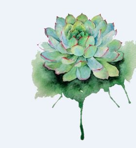 png格式植物花卉手绘素材型插图插画