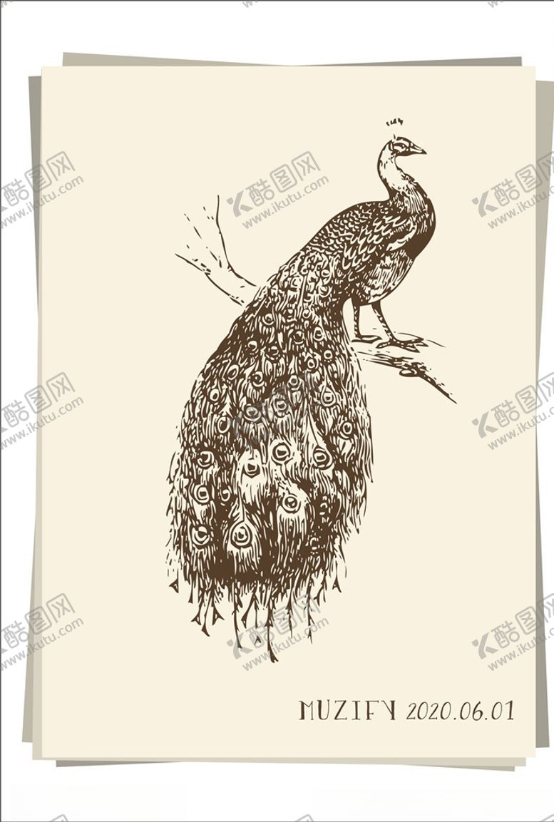 编号：72542406170209366714【酷图网】源文件下载-孔雀素描画