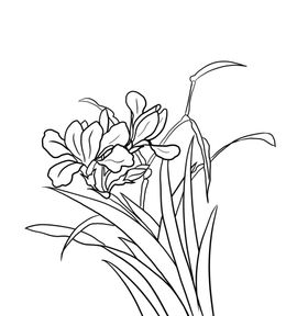 兰花