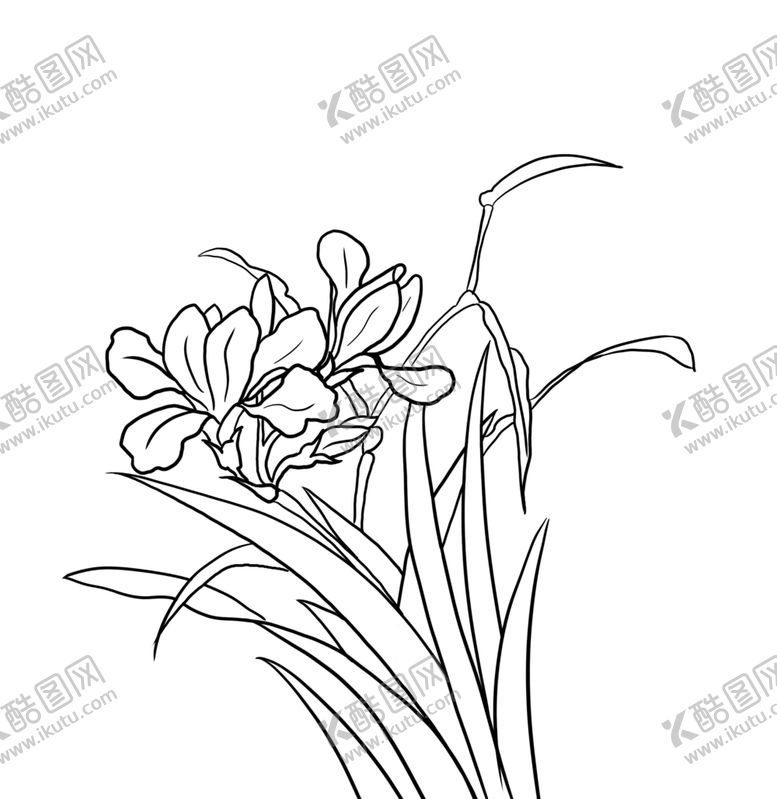 编号：24462510240156013380【酷图网】源文件下载-兰花