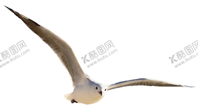 编号：38120510070552223892【酷图网】源文件下载-海鸥