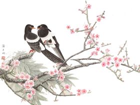燕子素材