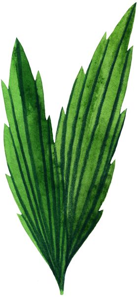 手绘植物叶片