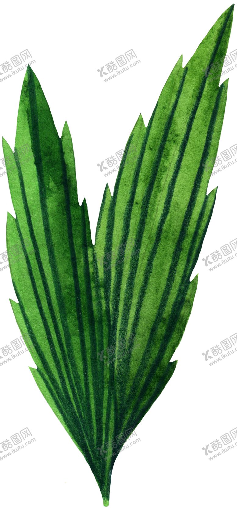 编号：21039209122339131281【酷图网】源文件下载-手绘植物叶片