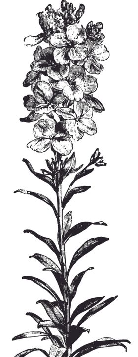 线描植物