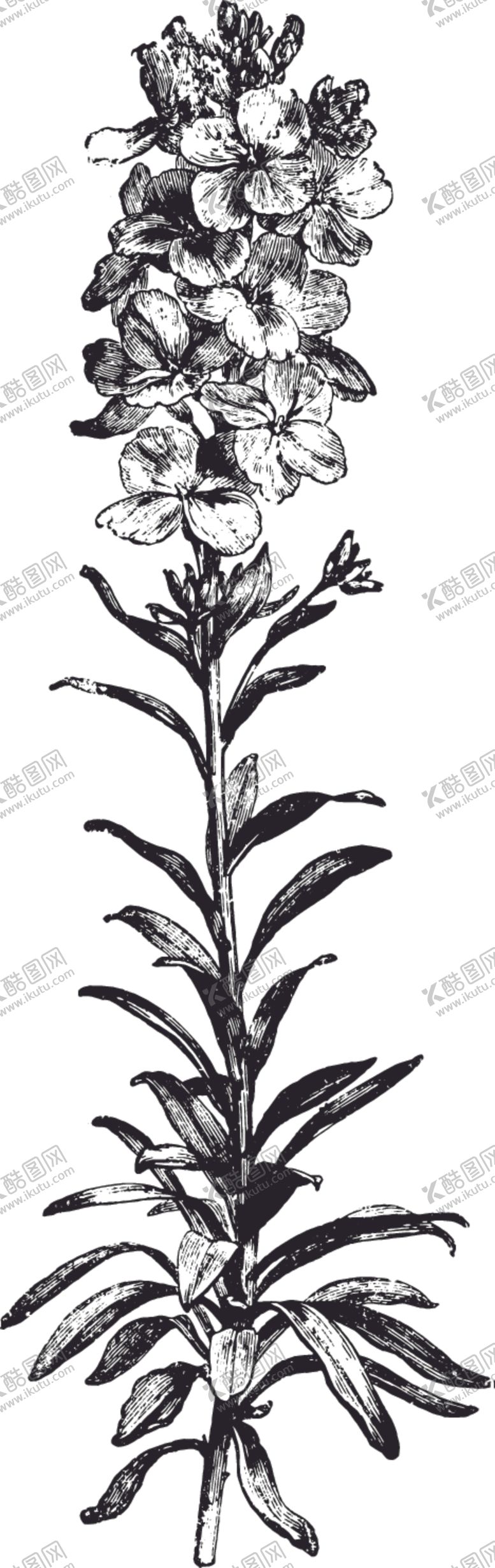 编号：99613406290036071814【酷图网】源文件下载-线描植物