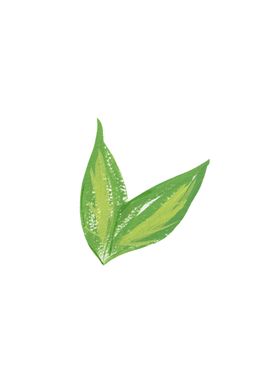 水粉花卉素材花型