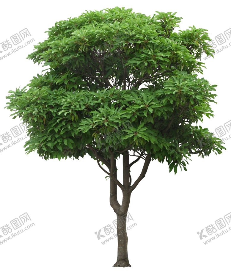 编号：24128209201535156308【酷图网】源文件下载-免扣植物树木素材图片