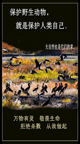 野生动物剪影图片