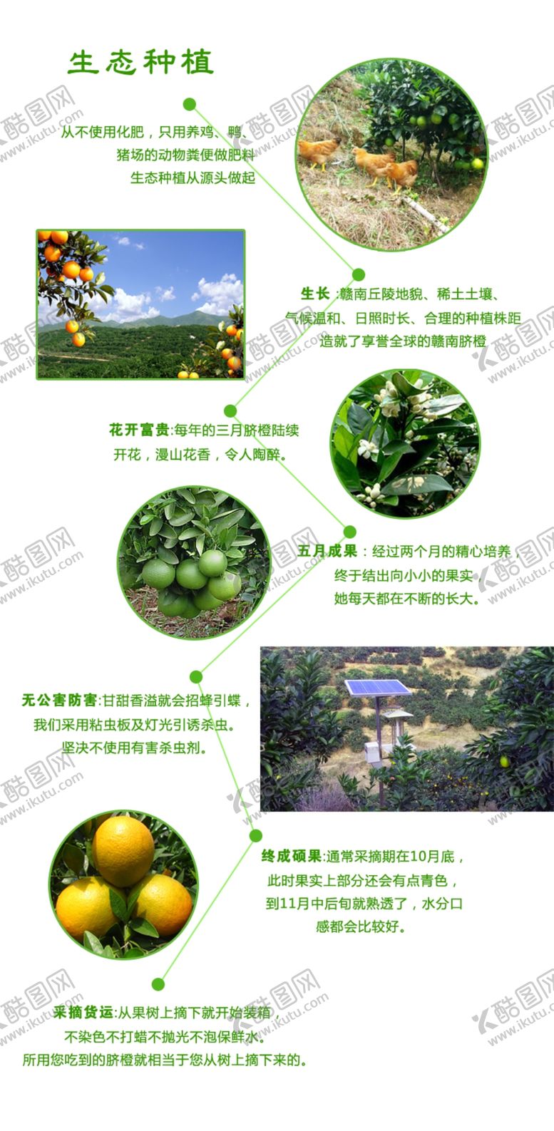 编号：99684703311149426829【酷图网】源文件下载-脐橙