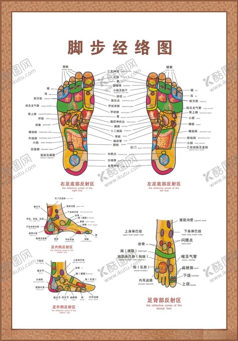 编号：17913602160220564758【酷图网】源文件下载-脚部经络图