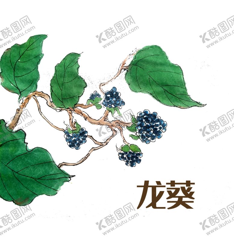 编号：79117904301307126298【酷图网】源文件下载-草本植物药材